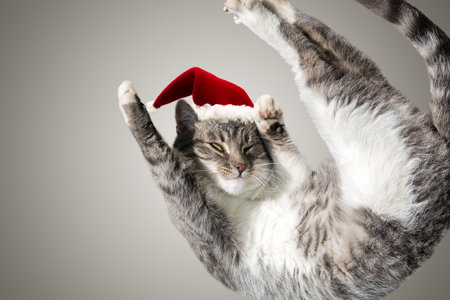 面白い黒猫サンタ - かわいいクリスマス猫の写真素材・画像素材